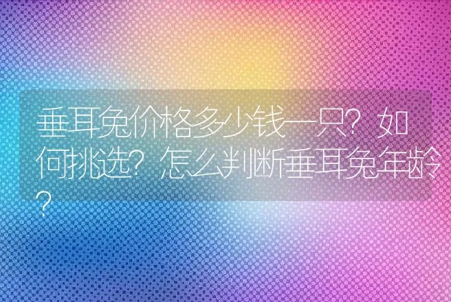 垂耳兔价格多少钱一只？如何挑选？怎么判断垂耳兔年龄？ | 特种养殖