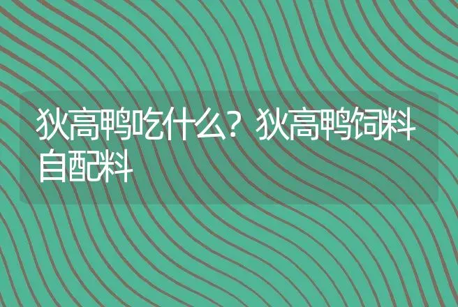 狄高鸭吃什么？狄高鸭饲料自配料 | 家禽养殖