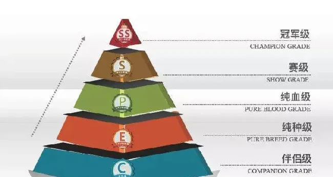 犬舍须知 | CKU五大工具和犬只五大级别标准的赋能使用说明 | 宠物行业洞察