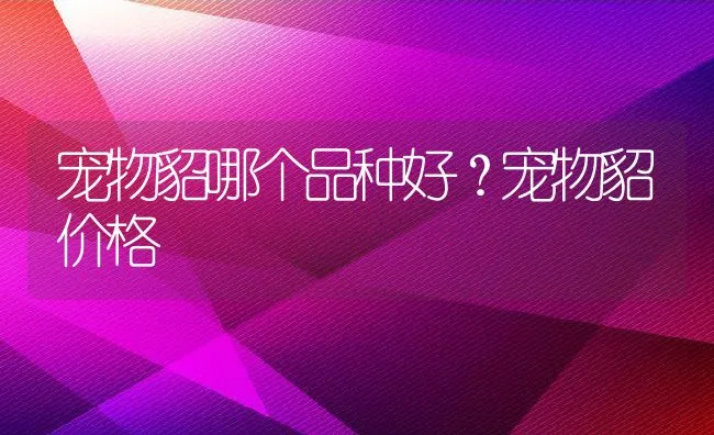 宠物貂哪个品种好？宠物貂价格 | 宠物训练技巧