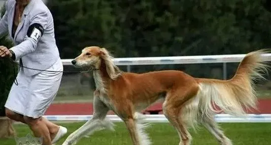 萨路基猎犬怎么美容 萨路基猎犬皮毛护理方法 | 宠物病虫害防治