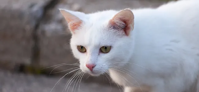 白猫贫血怎么办？白猫贫血的时候吃什么比较好？ | 宠物猫病虫害防治