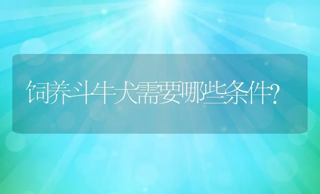 饲养斗牛犬需要哪些条件? | 宠物猫