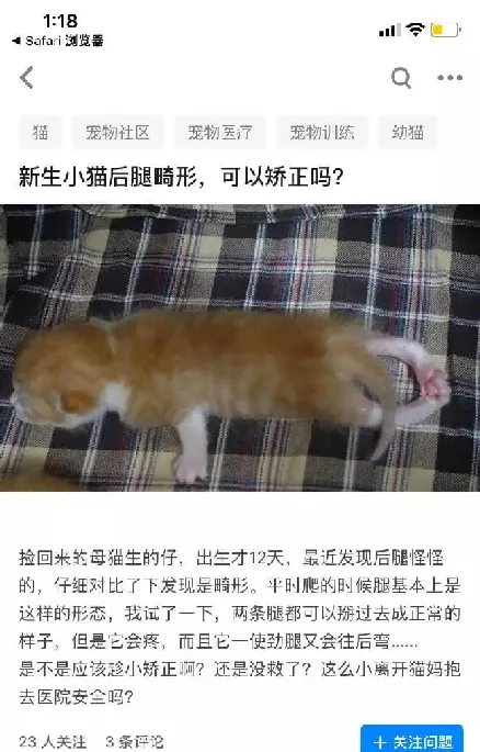 新生小猫腿部畸形的治疗方法 | 宠物猫病虫害防治