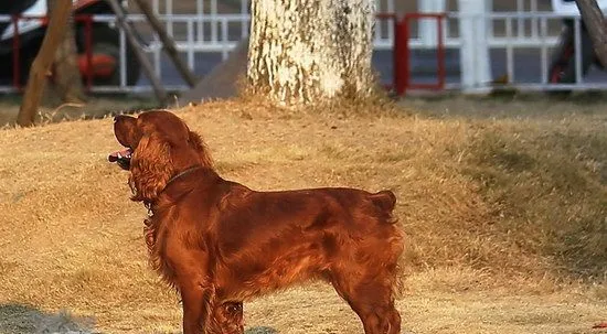 田野小猎犬牙齿怎么清洁 田野小猎犬口腔护理流程 | 宠物病虫害防治