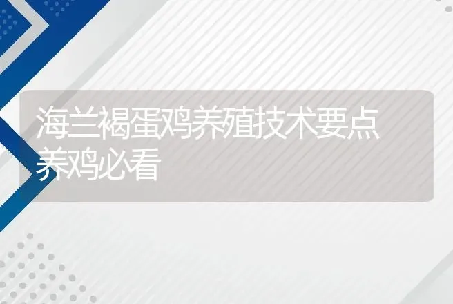 海兰褐蛋鸡养殖技术要点 养鸡必看 | 家禽养殖