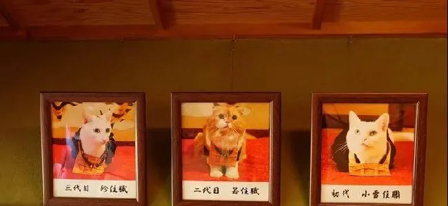 日本人吸猫走火入魔，开设“猫猫寺”！ | 宠物新闻资讯