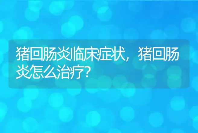 猪回肠炎临床症状，猪回肠炎怎么治疗？ | 兽医知识大全