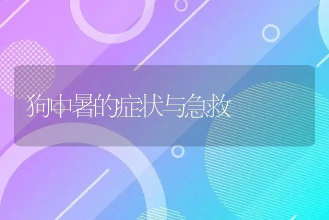 狗中暑的症状与急救 | 动物养殖