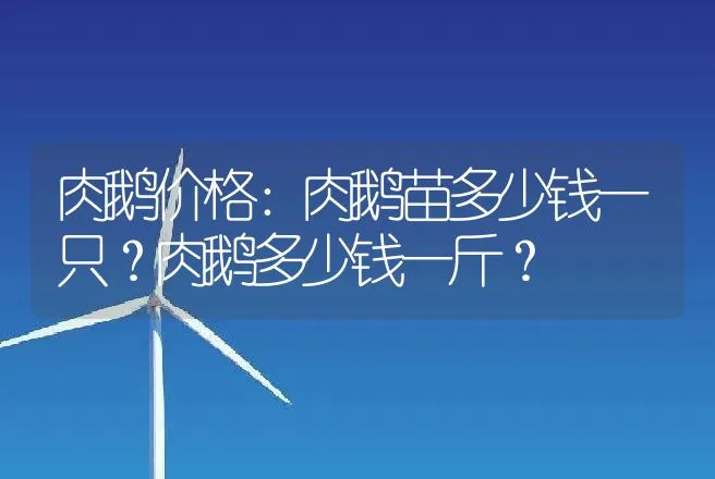 肉鹅价格：肉鹅苗多少钱一只？肉鹅多少钱一斤？ | 动物养殖