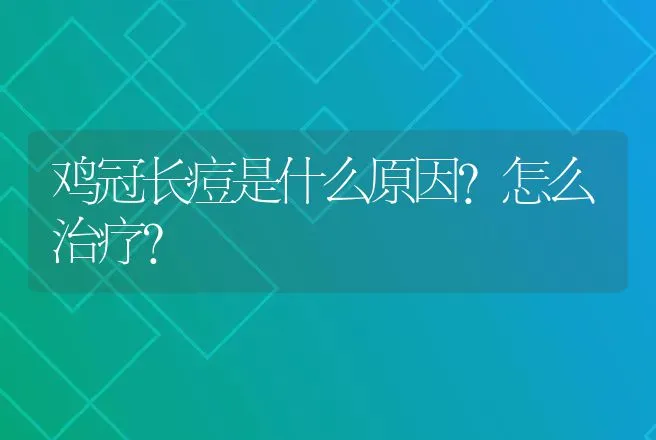 鸡冠长痘是什么原因?怎么治疗? | 兽医知识大全