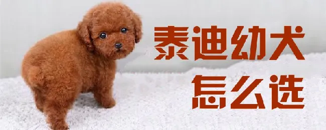 泰迪幼犬怎么选 | 养宠入门知识