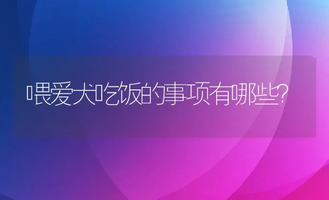 喂爱犬吃饭的事项有哪些？ | 宠物猫