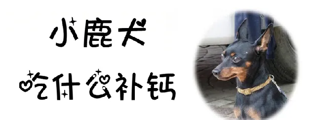 小鹿犬吃什么补钙 | 宠物病虫害防治