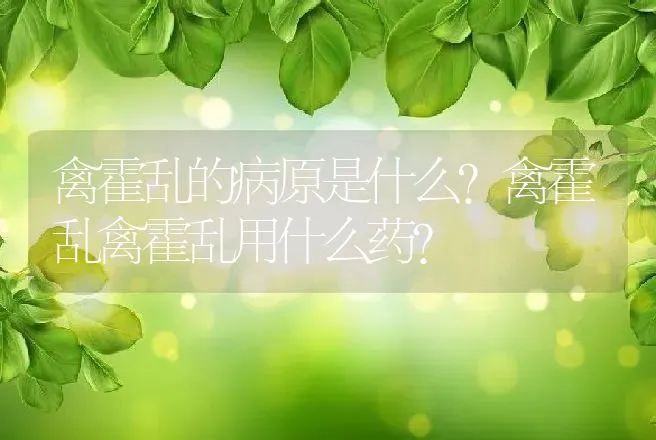 禽霍乱的病原是什么？禽霍乱禽霍乱用什么药？ | 兽医知识大全