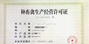 养殖肉鸽如何选择合作单位？ | 鸽子养殖常见问题