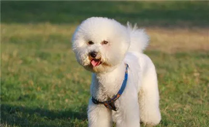 比熊犬吃什么？比熊犬不能吃的食物是什么？ | 宠物狗饲养