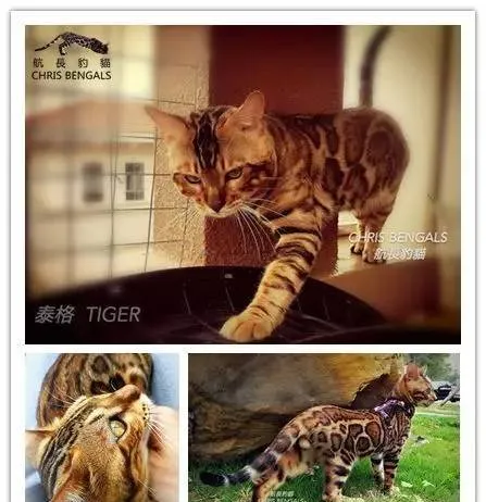 近距离与孟加拉豹猫互动是种怎样的体验？ | 宠物新闻资讯