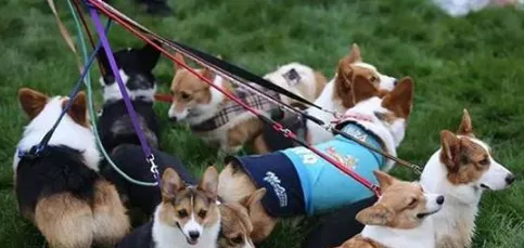 如何办理养犬手续 2019深圳市办理养犬登记最新流程 | 宠物政策法规