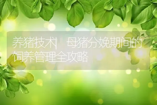 养猪技术|母猪分娩期间的饲养管理全攻略 | 家畜养殖