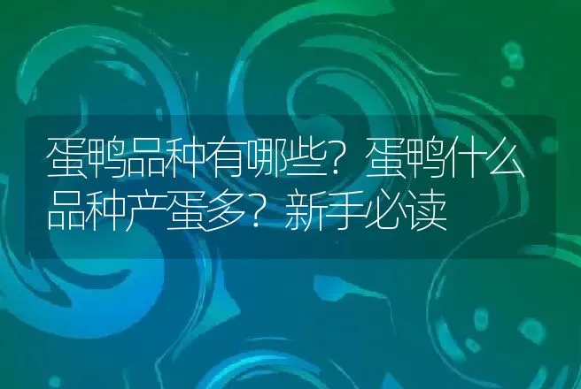 蛋鸭品种有哪些？蛋鸭什么品种产蛋多？新手必读 | 家禽养殖