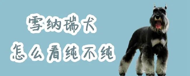 雪纳瑞犬怎么看纯不纯 | 养宠入门知识