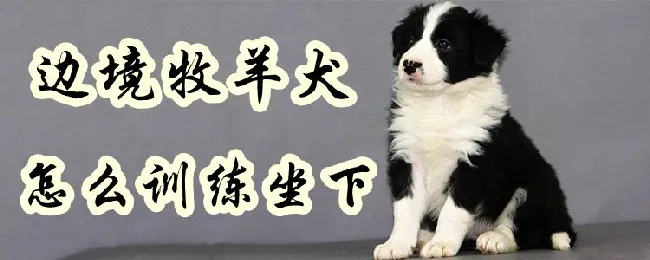 边境牧羊犬怎么训练坐下 | 宠物训练技巧