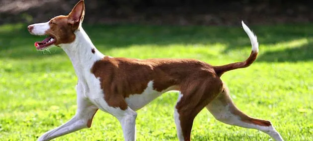 伊比沙猎犬外形特征_饲养方法_选购标准【图】 | 宠物狗训练技巧