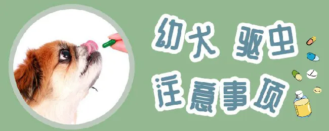 幼犬驱虫注意事项 | 宠物病虫害防治