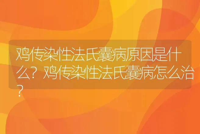 鸡传染性法氏囊病原因是什么？鸡传染性法氏囊病怎么治？ | 兽医知识大全