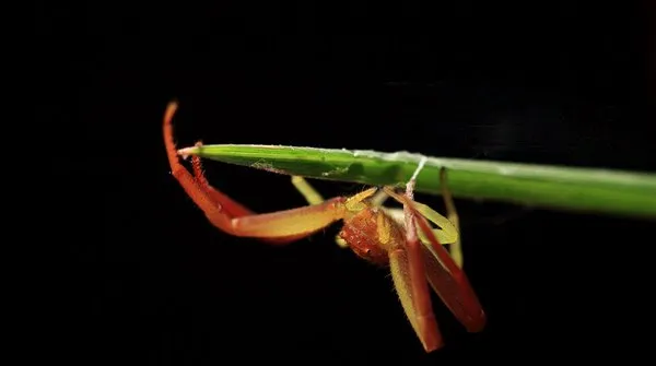 蟹蛛简单介绍及高清图片 | 宠物昆虫图片