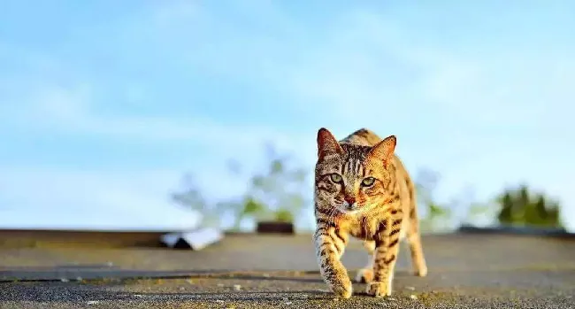 猫咪活体生意的终极大招，销量全靠这张表！ | 宠物行业洞察