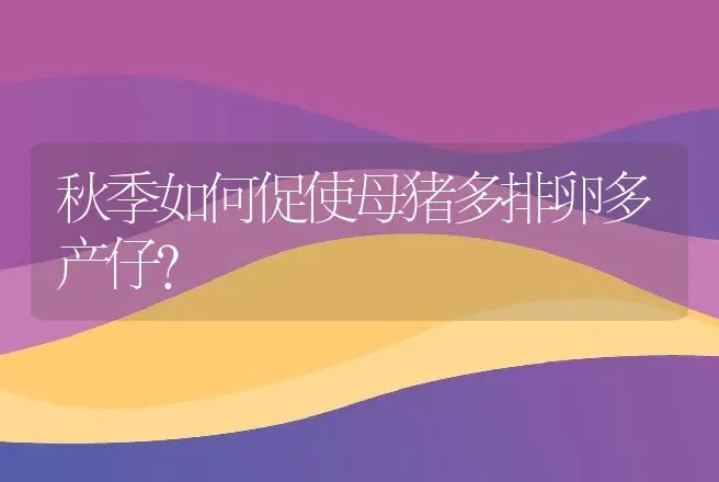 秋季如何促使母猪多排卵多产仔？ | 家畜养殖