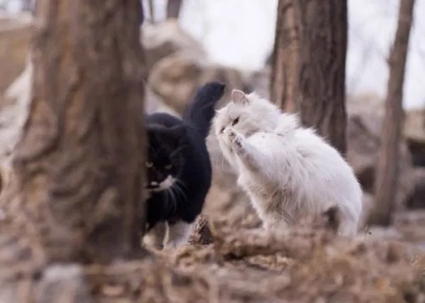 【流浪猫图片】如若幸福安稳，谁又愿意颠沛流离？ | 宠物猫图片