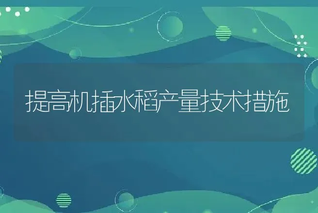 提高机插水稻产量技术措施 | 养殖