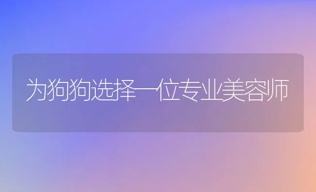 长毛与光毛型吉娃娃美容 | 宠物训练技巧