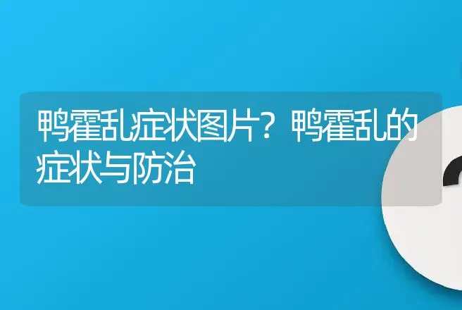 鸭霍乱症状图片？鸭霍乱的症状与防治 | 兽医知识大全