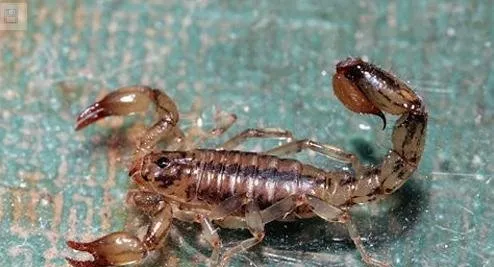 悉数世界毒性最强的十种动物 你了解几种？ | 宠物新闻资讯
