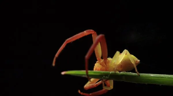 蟹蛛简单介绍及高清图片 | 宠物昆虫图片