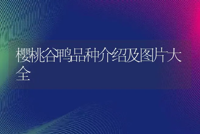 樱桃谷鸭品种介绍及图片大全 | 动物养殖