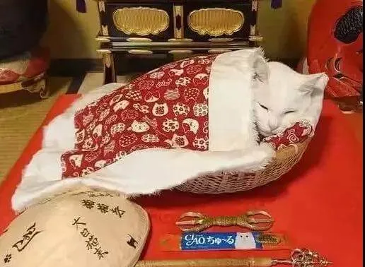 日本人吸猫走火入魔，开设“猫猫寺”！ | 宠物新闻资讯