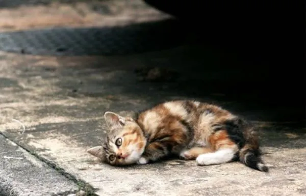 【流浪猫图片】如若幸福安稳，谁又愿意颠沛流离？ | 宠物猫图片