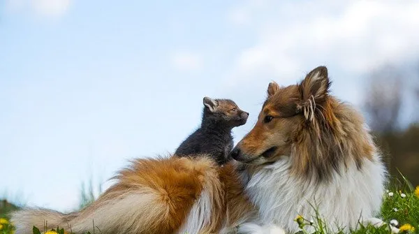 苏格兰牧羊犬母爱泛滥 成狐狸宝宝的新妈妈 | 宠物新闻资讯