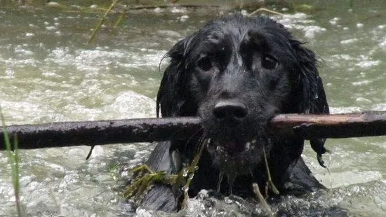 平毛寻回犬怎么修剪指甲 平毛寻回猎犬剪指甲方法 | 宠物病虫害防治