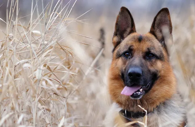 德国牧羊犬的饲养 护理心得 | 宠物狗饲养