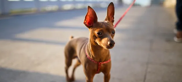 小鹿犬为什么要断尾_小鹿犬多少钱一只|智商 | 宠物狗饲养