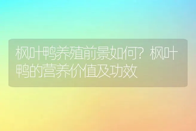 枫叶鸭养殖前景如何？枫叶鸭的营养价值及功效 | 动物养殖