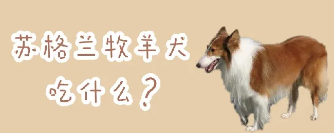 苏格兰牧羊犬吃什么 | 宠物病虫害防治