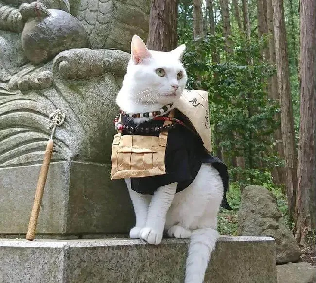 日本人吸猫走火入魔，开设“猫猫寺”！ | 宠物新闻资讯