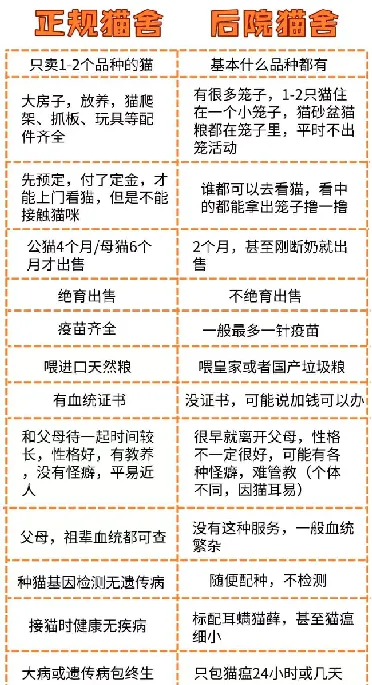 近亲繁殖？肉爪溃烂？后院猫舍究竟有多可怕… | 宠物猫选购技巧